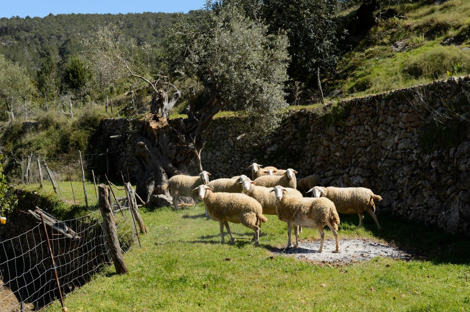 Valley Club Ibiza - Boutique Agroturismo Sant Joan De Labritja Exterior photo